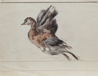 Drawing